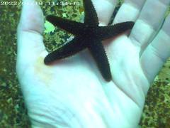 Anasterias antarctica