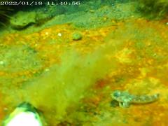 Helcogrammoides cunninghami