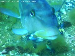 Pinguipes brasilianus