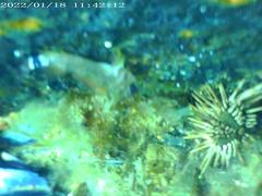 Helcogrammoides cunninghami