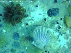 Aequipecten tehuelchus