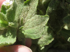 Erythranthe parishii