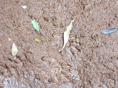 Procyon cancrivorus