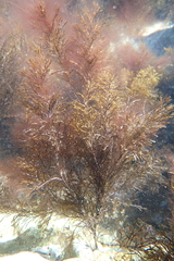 Gongolaria barbata