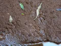 Procyon cancrivorus