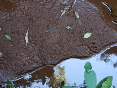 Procyon cancrivorus
