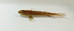 Gobiomorphus basalis