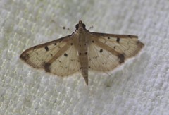 Herpetogramma cynaralis