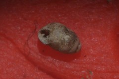 Vertigo pygmaea