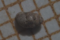 Vertigo pygmaea
