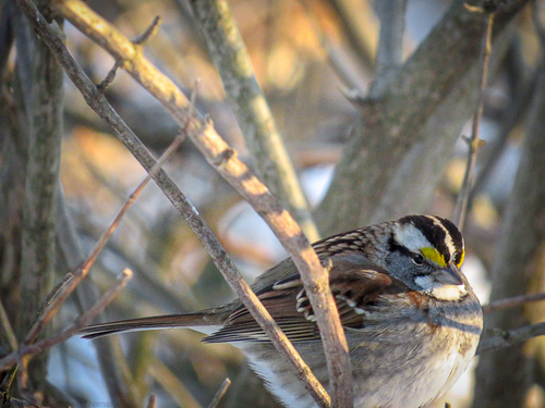 White-throated Sparrow photographed in Rhode Island