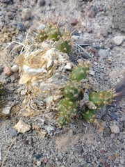 Maihueniopsis