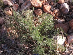 Cephalaria leucantha