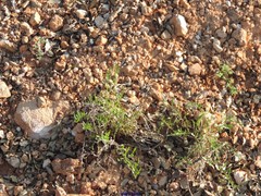 Cephalaria leucantha