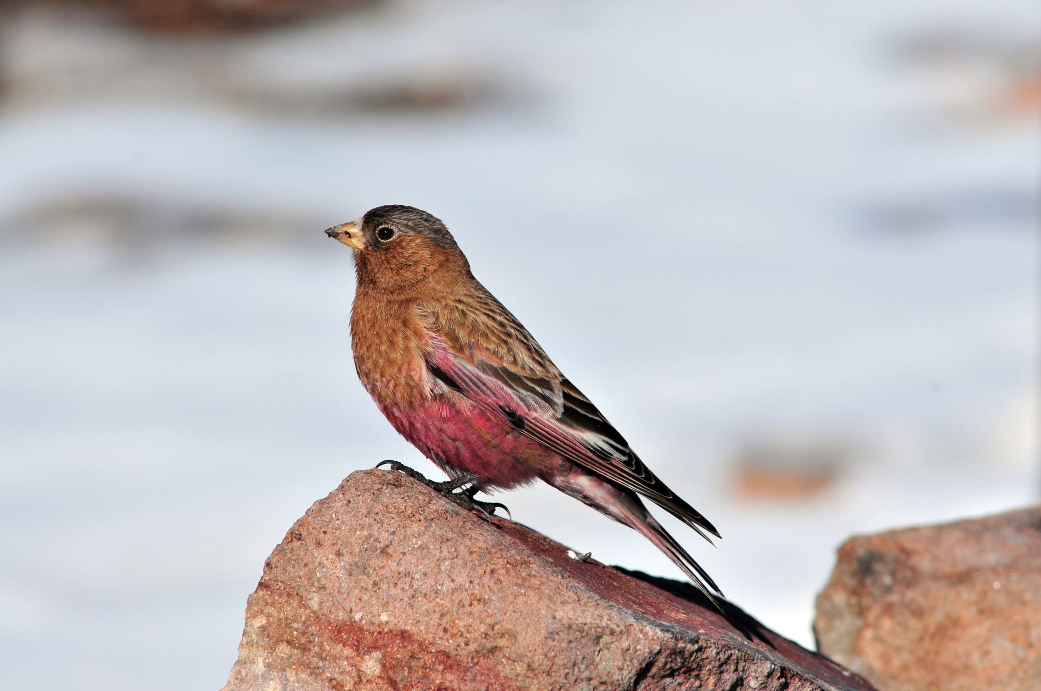 Brown-capped Rosy-Finch (Leucosticte australis)