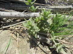 Erythranthe parishii