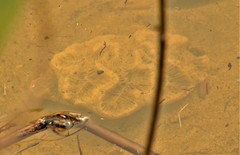 Manicina areolata image