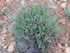 Cephalaria leucantha