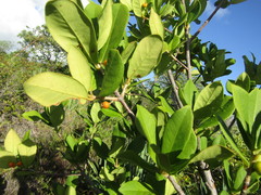 Myrcia tomentosa