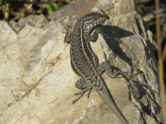 Liolaemus curicensis