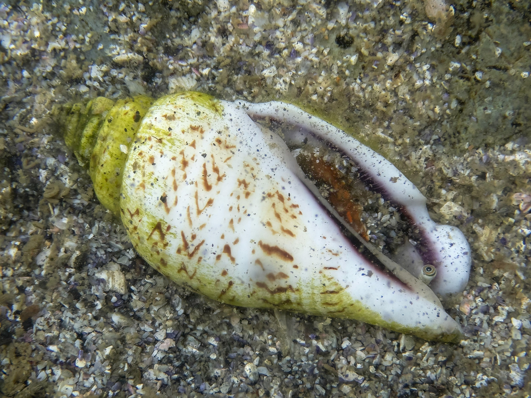 Gibberulus gibberulus (Linnaeus, 1758)