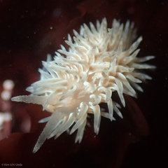 Aeolidia