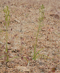 Toxicoscordion venenosum venenosum