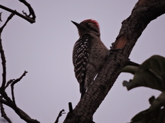 Dryobates scalaris
