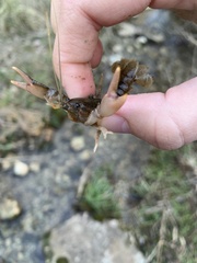 Cambarus graysoni