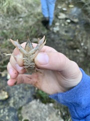 Cambarus graysoni