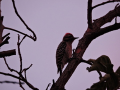 Dryobates scalaris