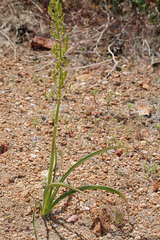 Toxicoscordion venenosum venenosum