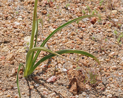 Toxicoscordion venenosum venenosum