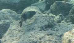 Parupeneus insularis