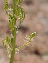 Toxicoscordion venenosum venenosum