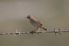 Cisticola juncidis terrestris