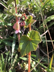 Begonia fischeri (Begonia fischeri)