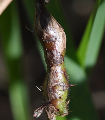 Neolasioptera nodulosa