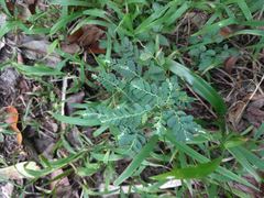 Phyllanthus leucanthus