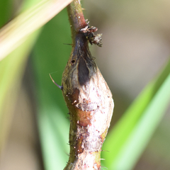 Neolasioptera nodulosa