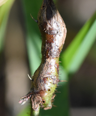 Neolasioptera nodulosa