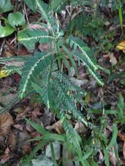 Phyllanthus leucanthus