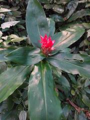 Costus pulverulentus