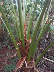 Costus pulverulentus