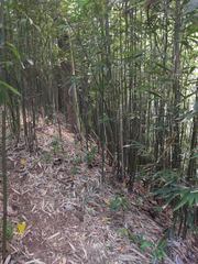 Phyllostachys nigra henonis