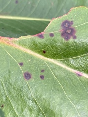 Ruptoseptoria unedonis