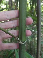 Phyllostachys nigra henonis