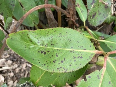 Ruptoseptoria unedonis