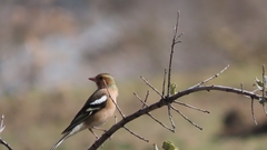 Fringilla coelebs