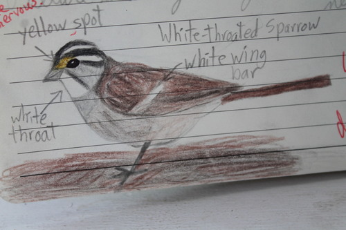 White-throated Sparrow photographed in Connecticut